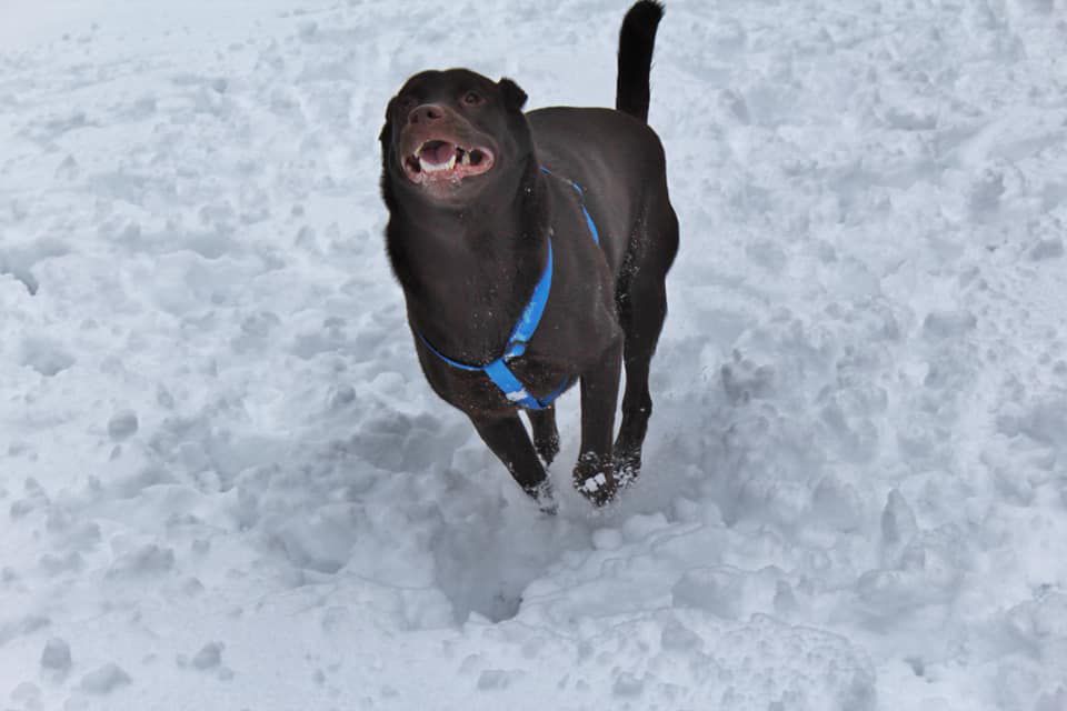 Running through the snow